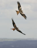 pair of Red Kite